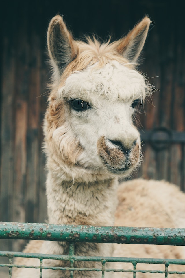 llama